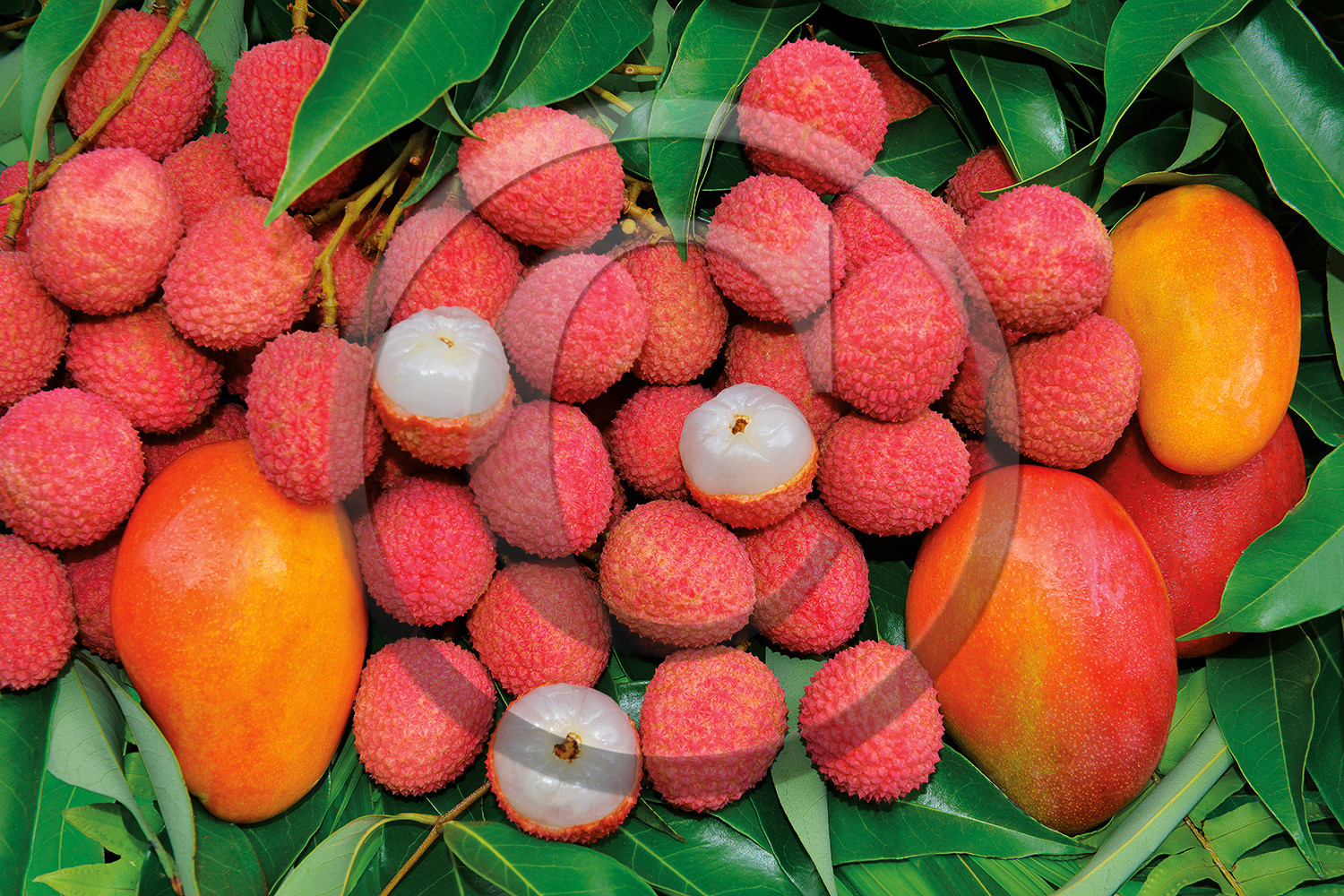 gelfruits-3.jpg